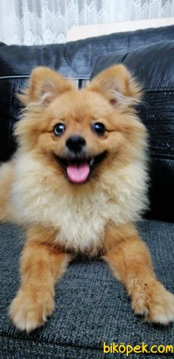 Sevimli Pomeranian Boo 3
