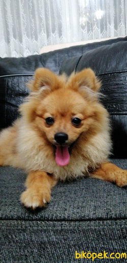 Sevimli Pomeranian Boo 2