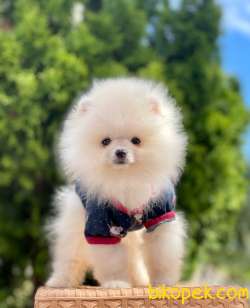 SEVİMLİ POMERANİAN BOO 3