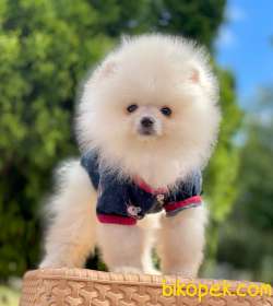SEVİMLİ POMERANİAN BOO 2