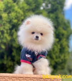 SEVİMLİ POMERANİAN BOO 4