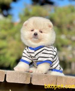 SEVİMLİ POMERANİAN BOO 3