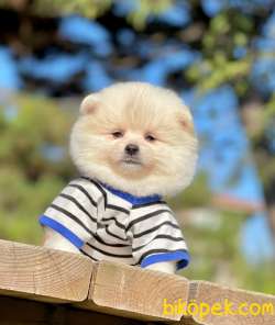 SEVİMLİ POMERANİAN BOO 1