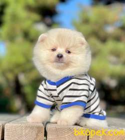 SEVİMLİ POMERANİAN BOO 2