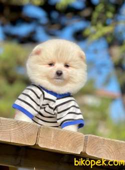 SEVİMLİ POMERANİAN BOO 4