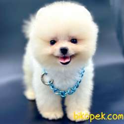 Sevimli Pomeranian Boo Yavrularımız 4