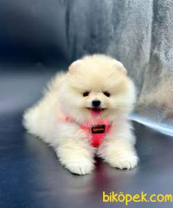 Sevimli Pomeranian Boo Yavrularımız