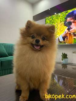 Sevimli Pomeranian Köpeğimiz 1