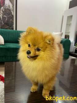 Sevimli Pomeranian Köpeğimiz 3