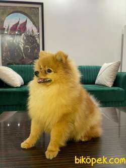 Sevimli Pomeranian Köpeğimiz 2