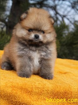 Sevimli Pomeranian Yavruları 2