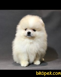 Sevimli Pomeranian Yavruları 1