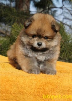 Sevimli Pomeranian Yavruları 4