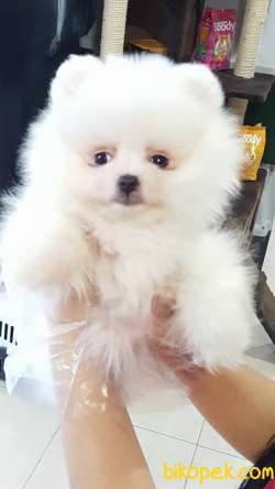 Sevimli Pomeranian Yavruları 4