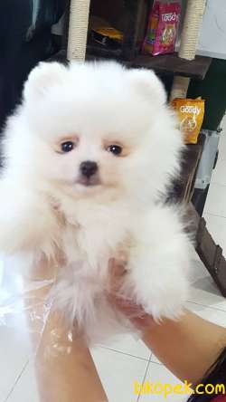 Sevimli Pomeranian Yavruları 1