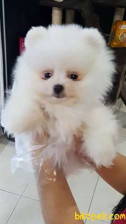 Sevimli Pomeranian Yavruları 2