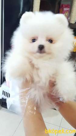 Sevimli Pomeranian Yavruları 3
