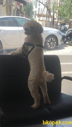Sevimli Poodle 1