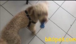 Sevimli Poodle 2