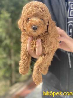 SEVİMLİ POODLE YAVRULAR 3