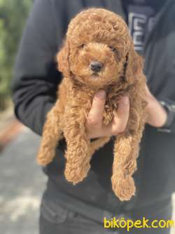 SEVİMLİ POODLE YAVRULAR 2