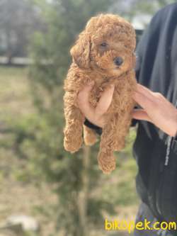 SEVİMLİ POODLE YAVRULAR 1