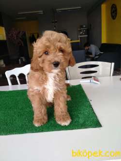 SEVİMLİ POODLE YAVRULAR 3