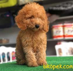 SEVİMLİ POODLE YAVRULAR 2