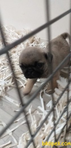 Sevimli Pug Yavrular 1