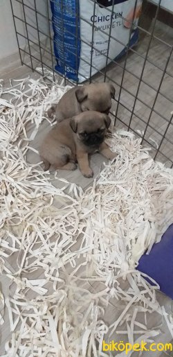 Sevimli Pug Yavrular 2
