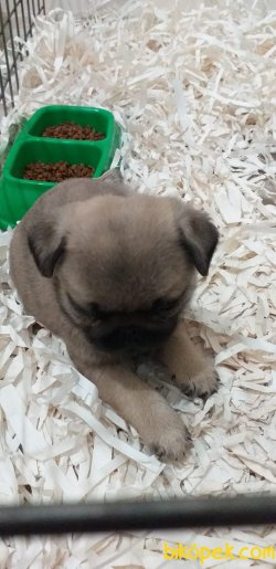 Sevimli Pug Yavrular 4