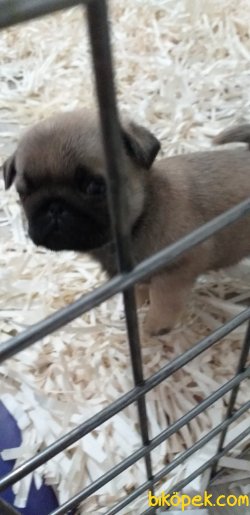 Sevimli Pug Yavrular 3