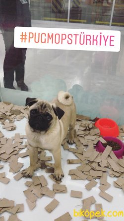 SEVİMLİ PUG YAVRULARIMIZ 2
