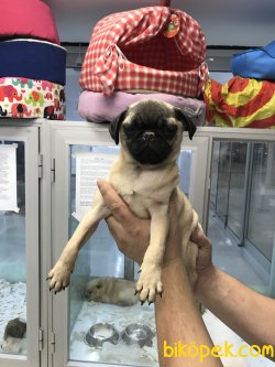 SEVİMLİ PUG YAVRULARIMIZ 3