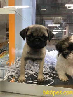 SEVİMLİ PUG YAVRULARIMIZ 1