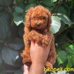 Sevimli Red Brown Toy Poodle Erkek Yavrumuz 4