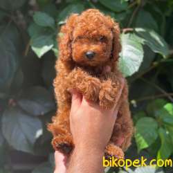 Sevimli Red Brown Toy Poodle Erkek Yavrumuz 3