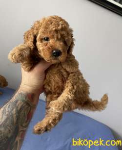 Sevimli Red Toy Poodle Erkek Yavrularımız 3