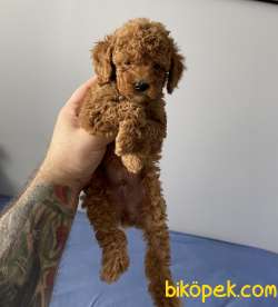 Sevimli Red Toy Poodle Erkek Yavrularımız 2