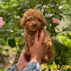 Sevimli  Red Toy Poodle Erkek Yavrumuz 2