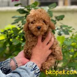 Sevimli  Red Toy Poodle Erkek Yavrumuz 3