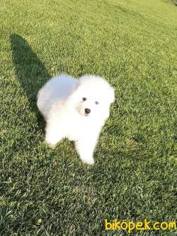 SEVIMLI SAMOYED YAVRULARI 2