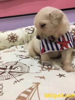 Sevimli Şampanya Rengi Labrador Yavrular 3