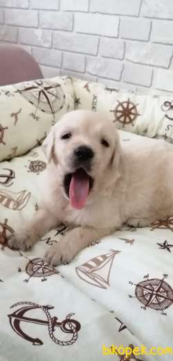 Sevimli Şampanya Rengi Labrador Yavrular 1