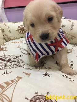 Sevimli Şampanya Rengi Labrador Yavrular 2