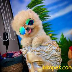 Sevimli Sempatik Pomeranian Boo Oğlumuz HUGO 1