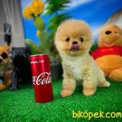 Sevimli Sempatik Pomeranian Boo Oğlumuz HUGO 4