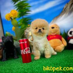 Sevimli Sempatik Pomeranian Boo Oğlumuz HUGO 2