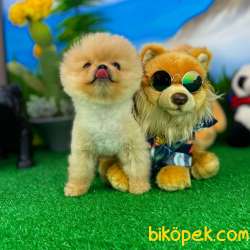 Sevimli Sempatik Pomeranian Boo Oğlumuz HUGO 3