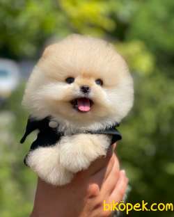 Sevimli Sempatik Pomeranian Boo Oğlumuz HUGO 4